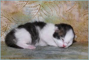 Female Siberian Kitten from Deedlebug Siberians